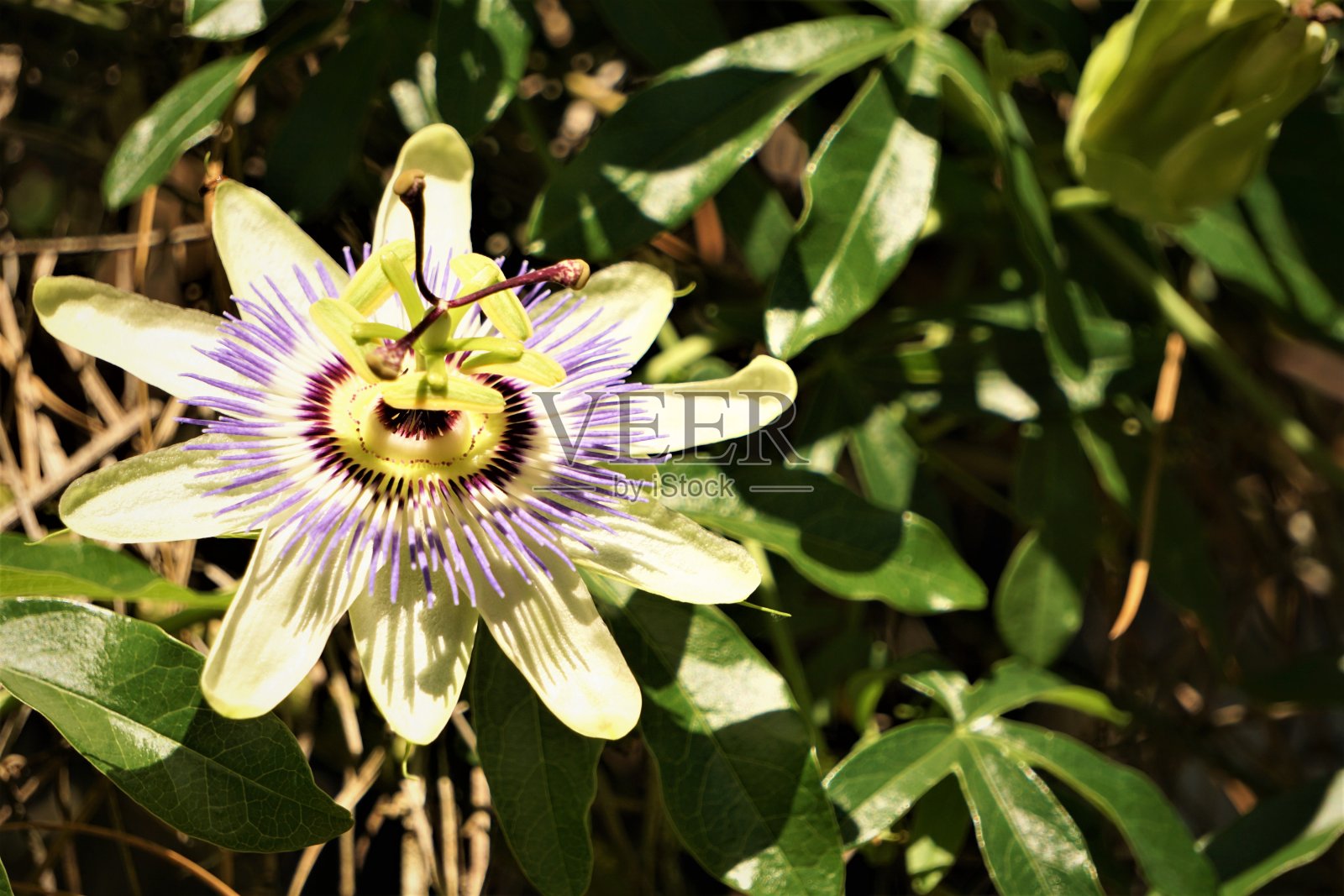 百香果花照片摄影图片
