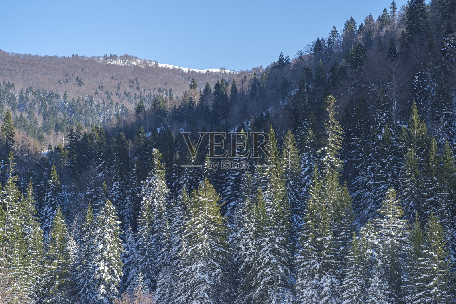 覆盖全山的针叶林照片摄影图片