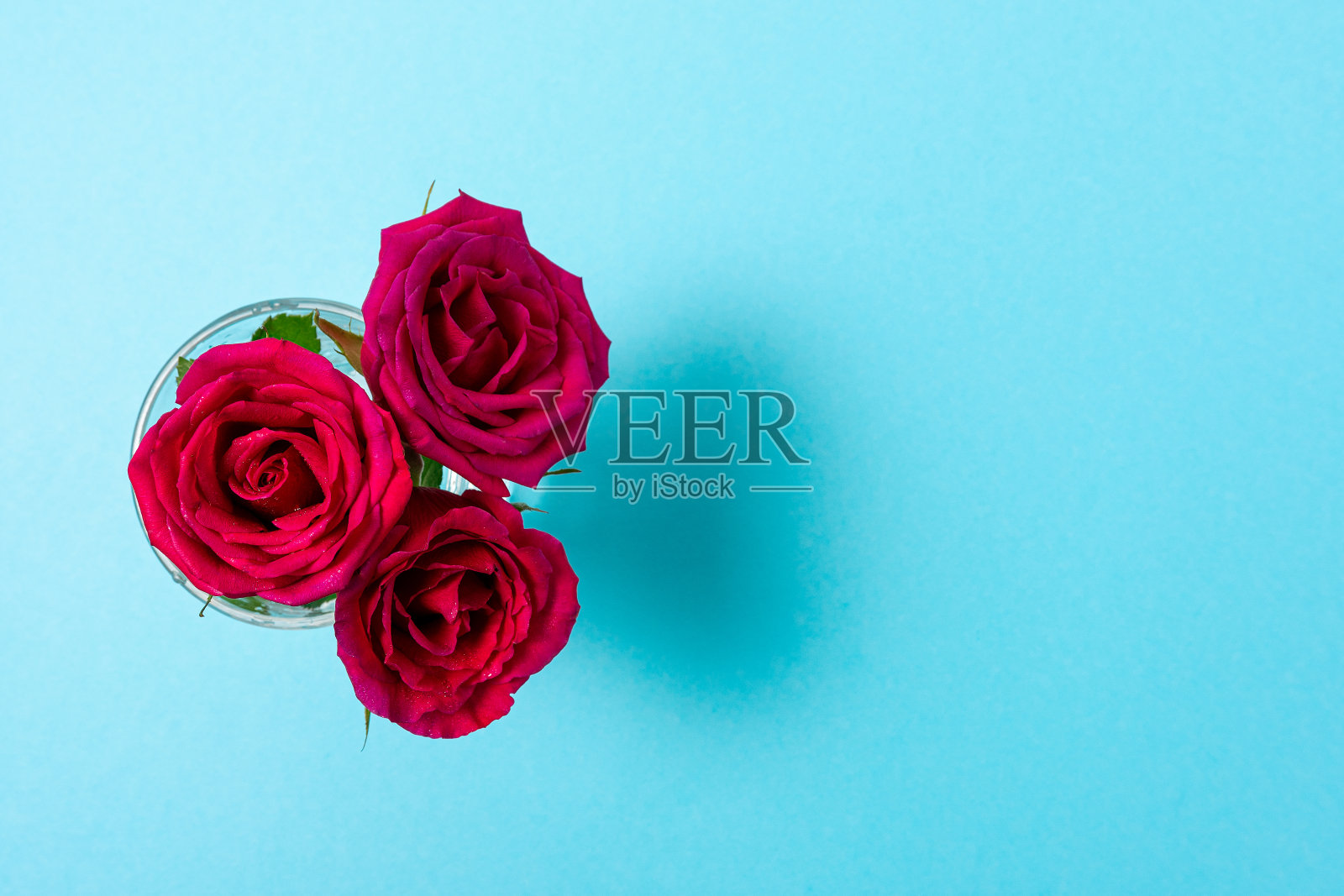 蓝色背景上的红玫瑰的创意构图。最小的弹簧的概念。前视图。照片摄影图片