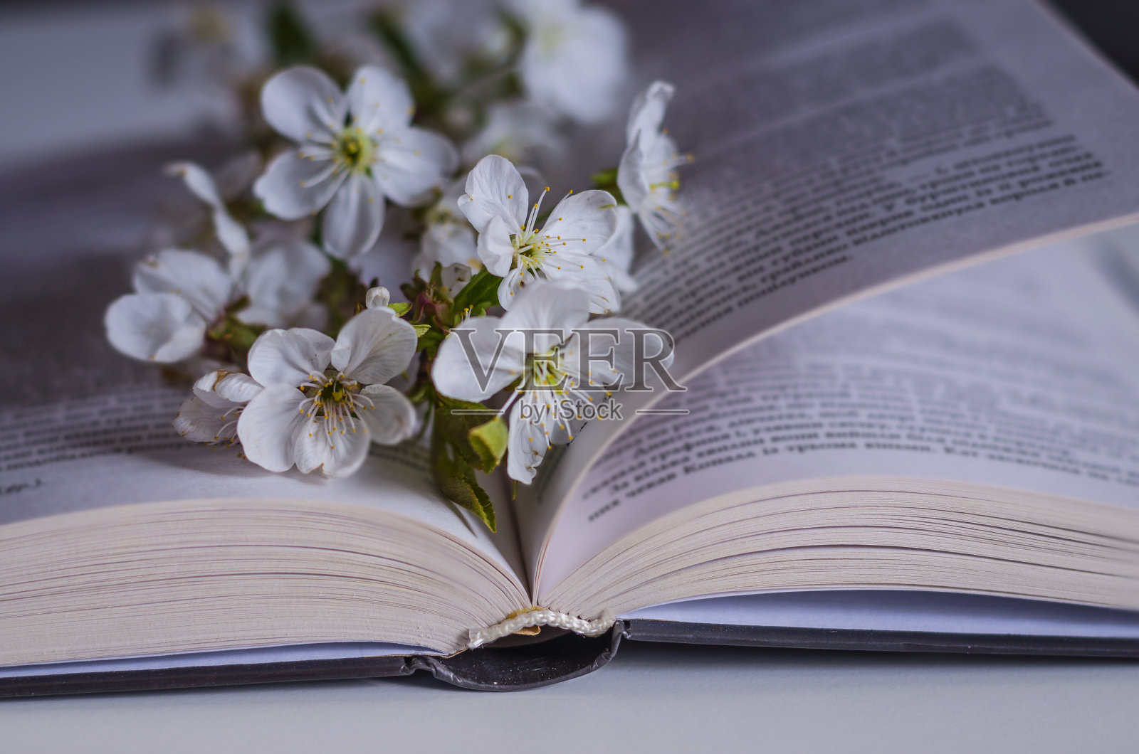 打开樱花枝的书照片摄影图片