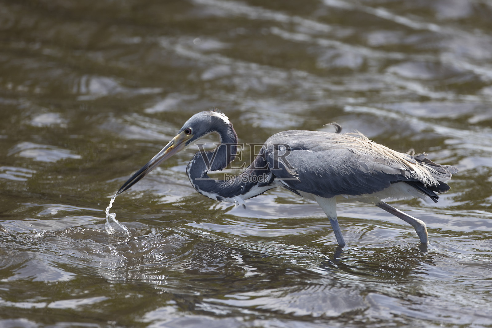 小蓝鹭照片摄影图片