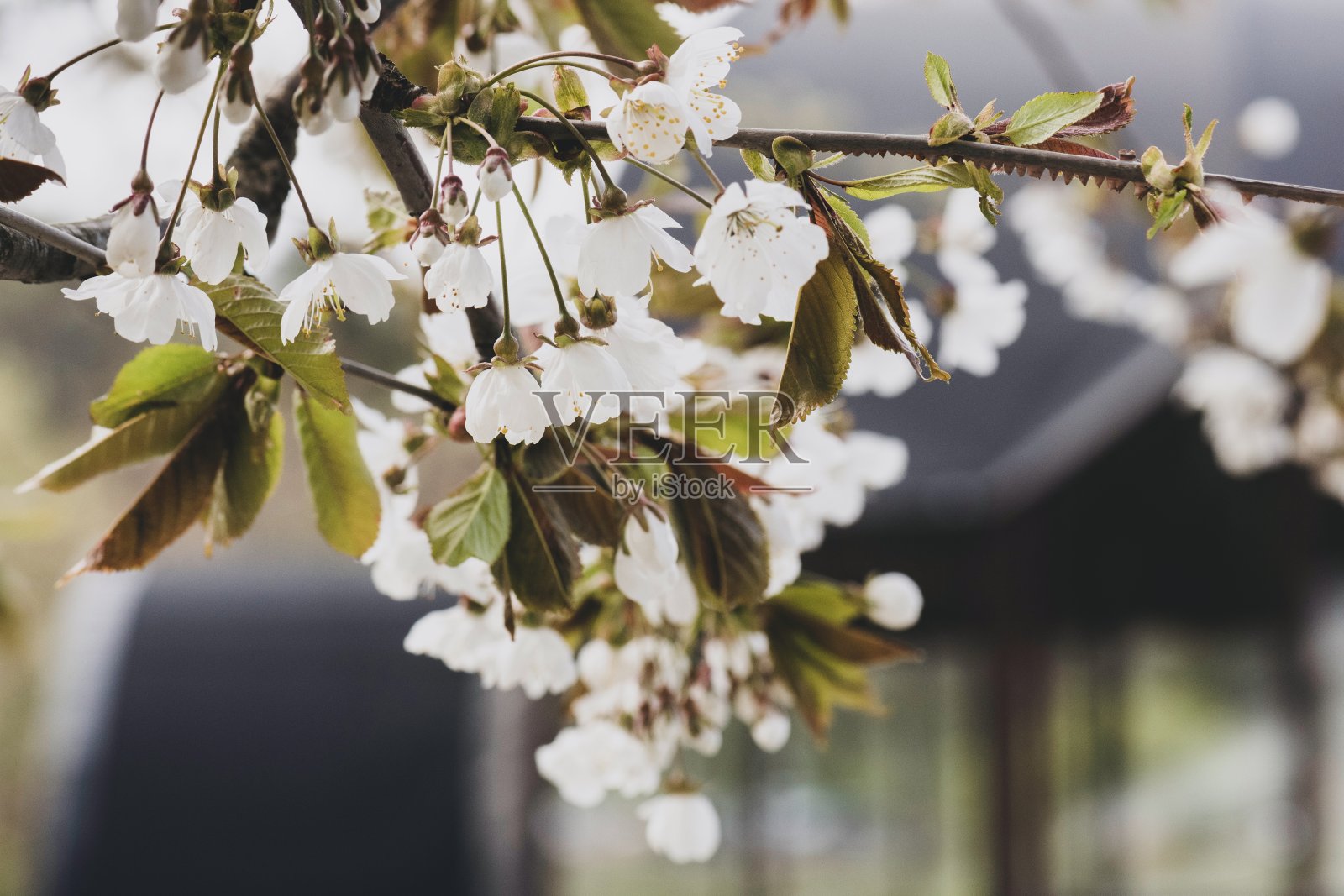 花照片摄影图片