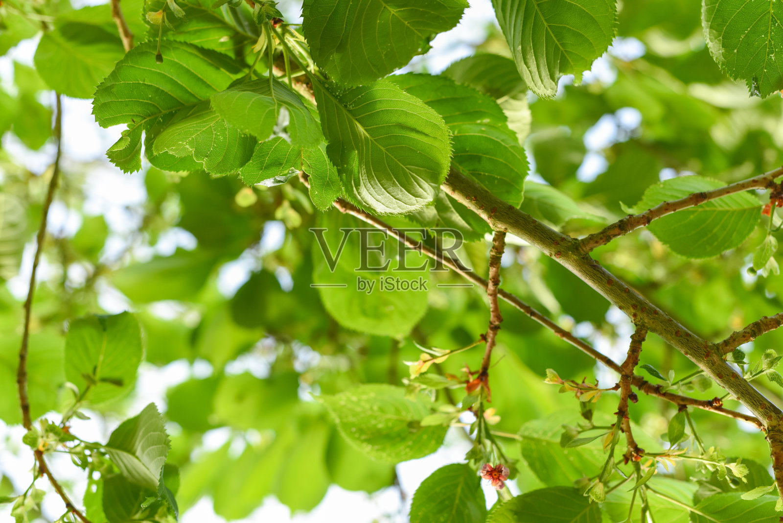 低角度的树叶与阳光透过在一个明亮的日子照片摄影图片