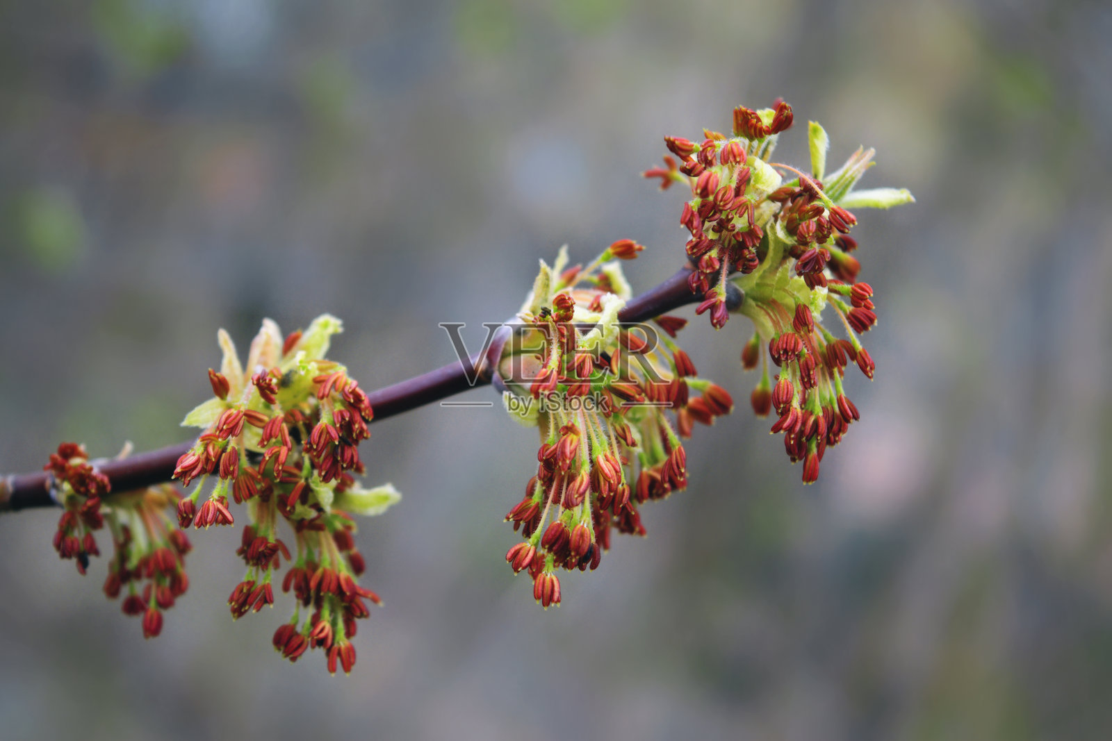 一种植物在模糊的自然背景上开花的春芽。照片摄影图片