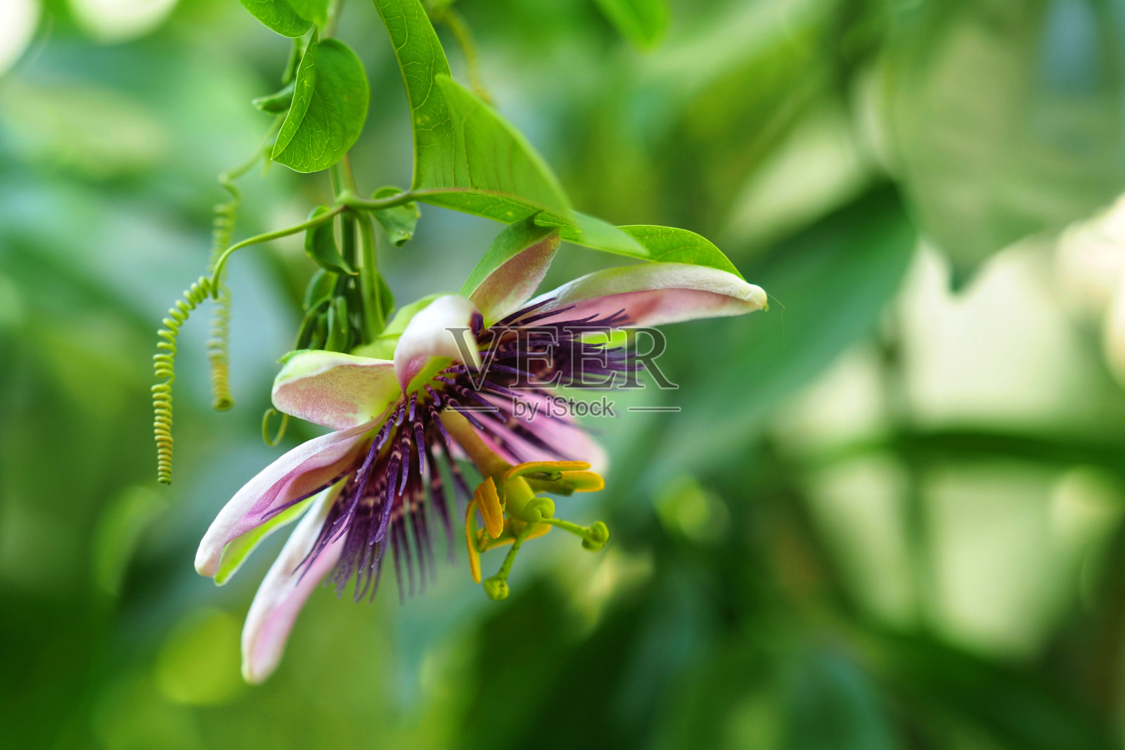 西番莲花或西番莲花。Scarletfruit照片摄影图片