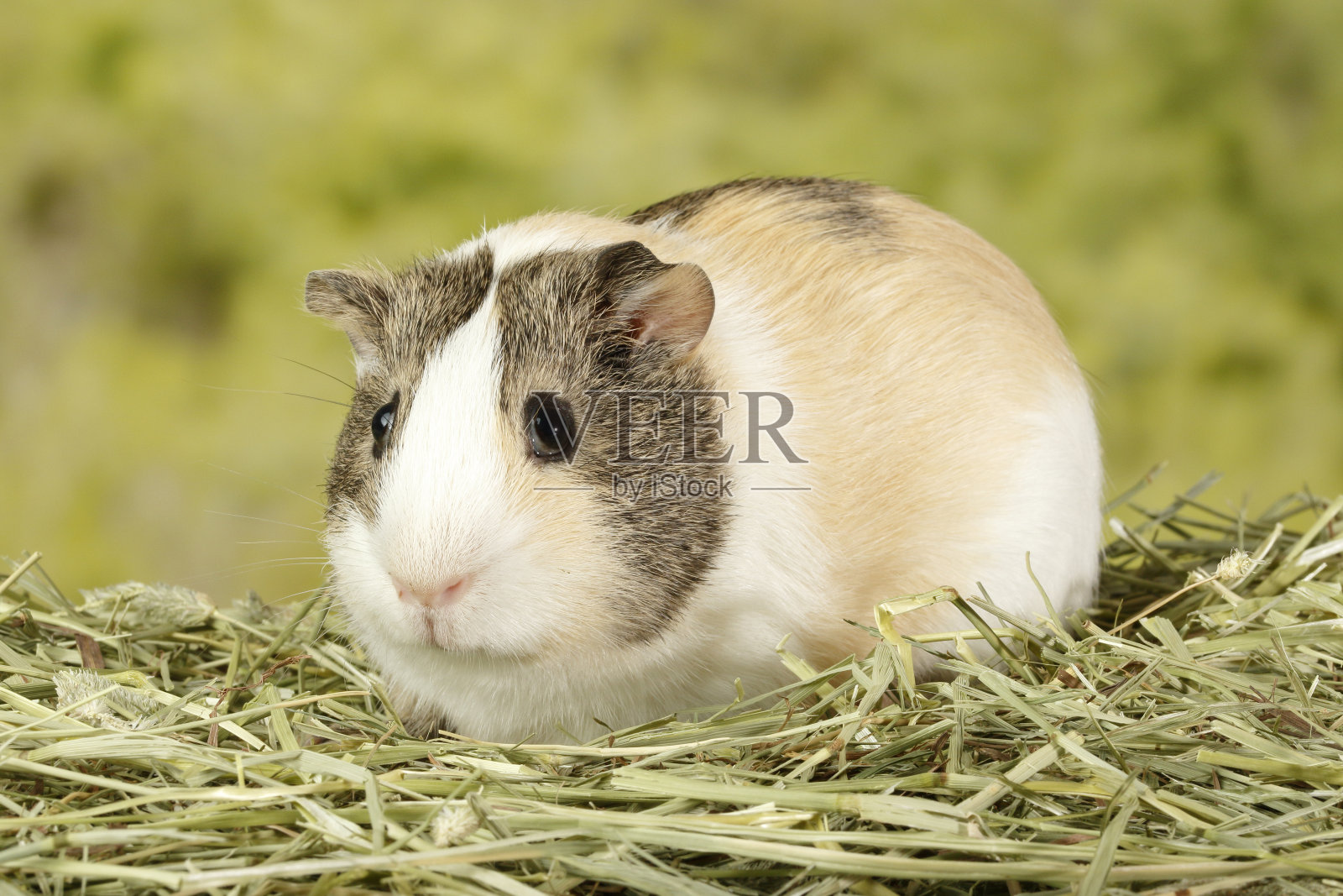 棕色，棕色和白色的豚鼠。照片摄影图片