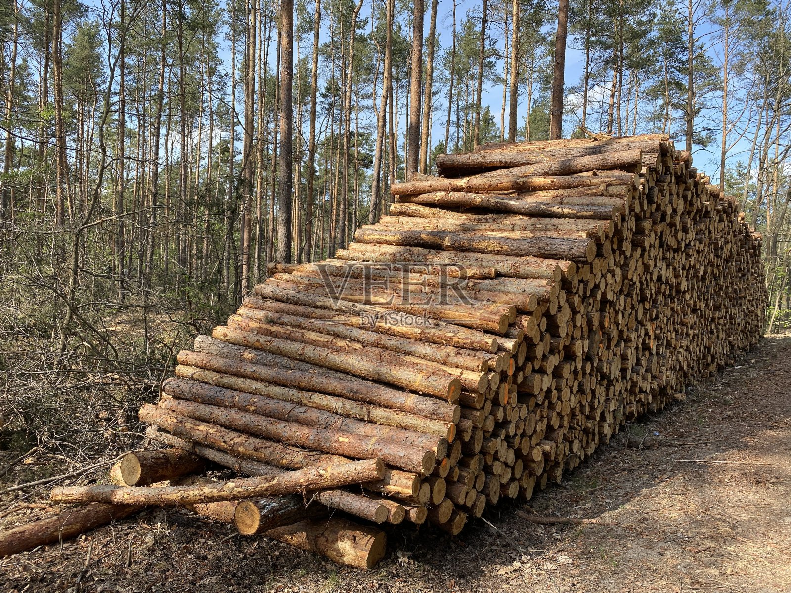一堆被砍倒的树照片摄影图片
