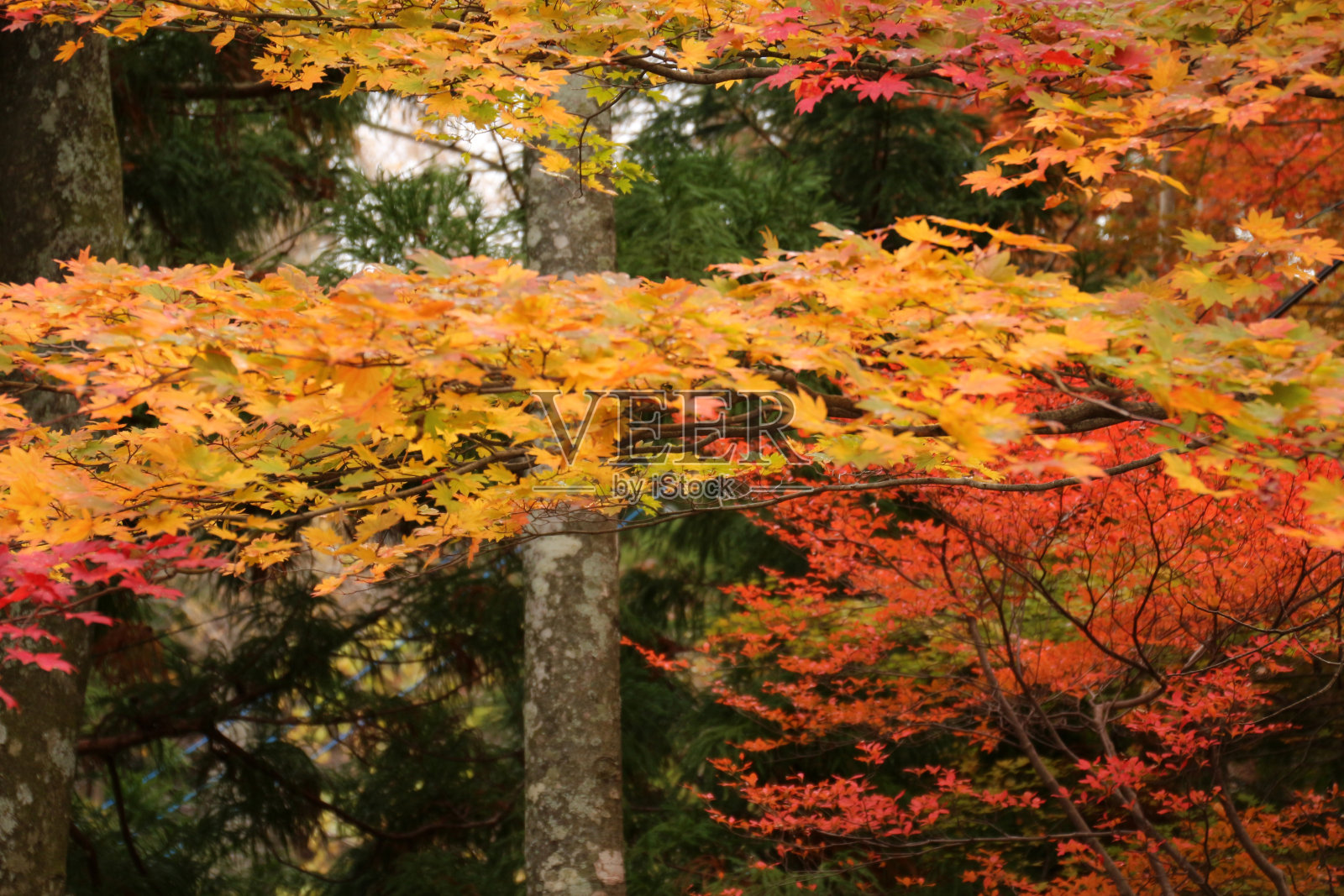 秋天的枫叶照片摄影图片