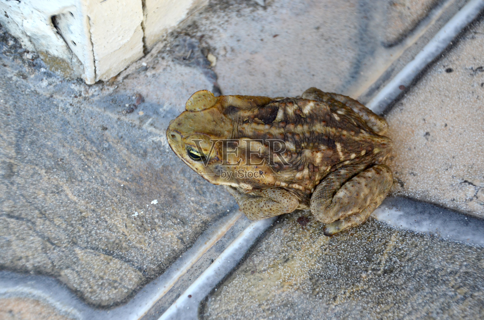 蟾蜍照片摄影图片