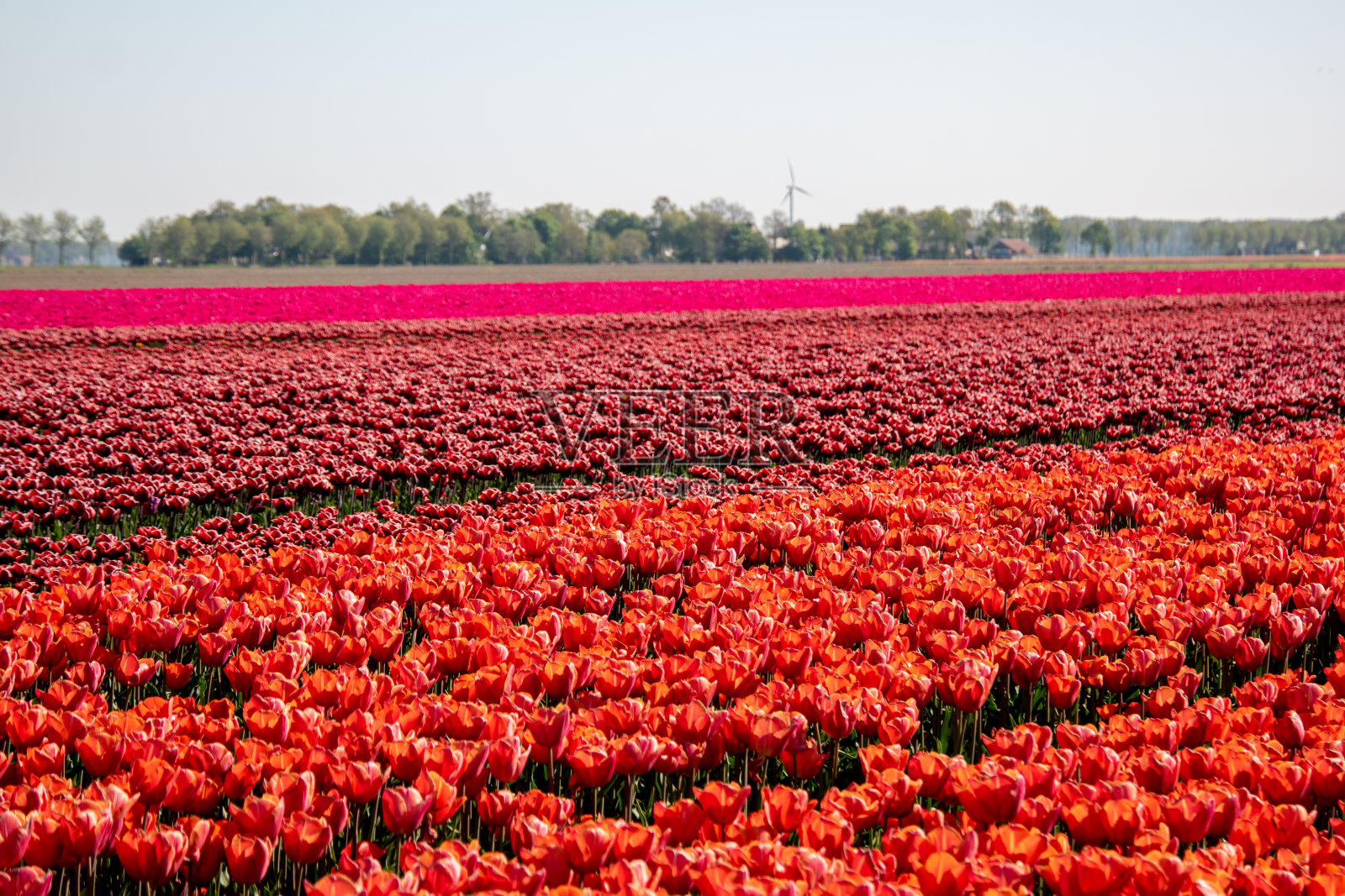 荷兰的郁金香花田在日落黄昏的弗莱弗兰，五颜六色的郁金香线条照片摄影图片