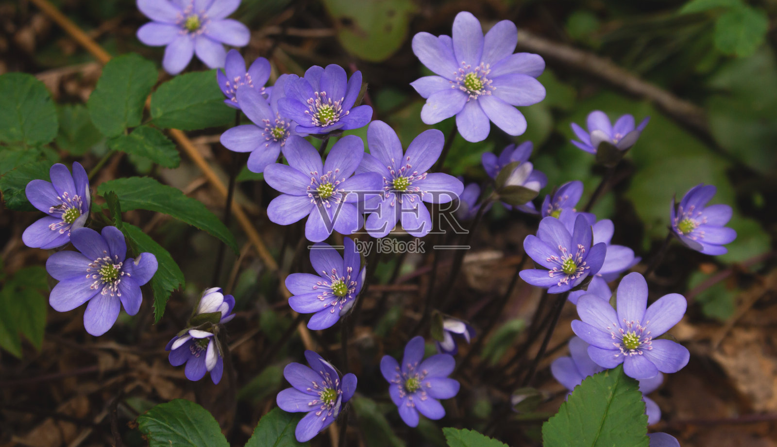 春天的第一朵蓝色的花在树林里照片摄影图片