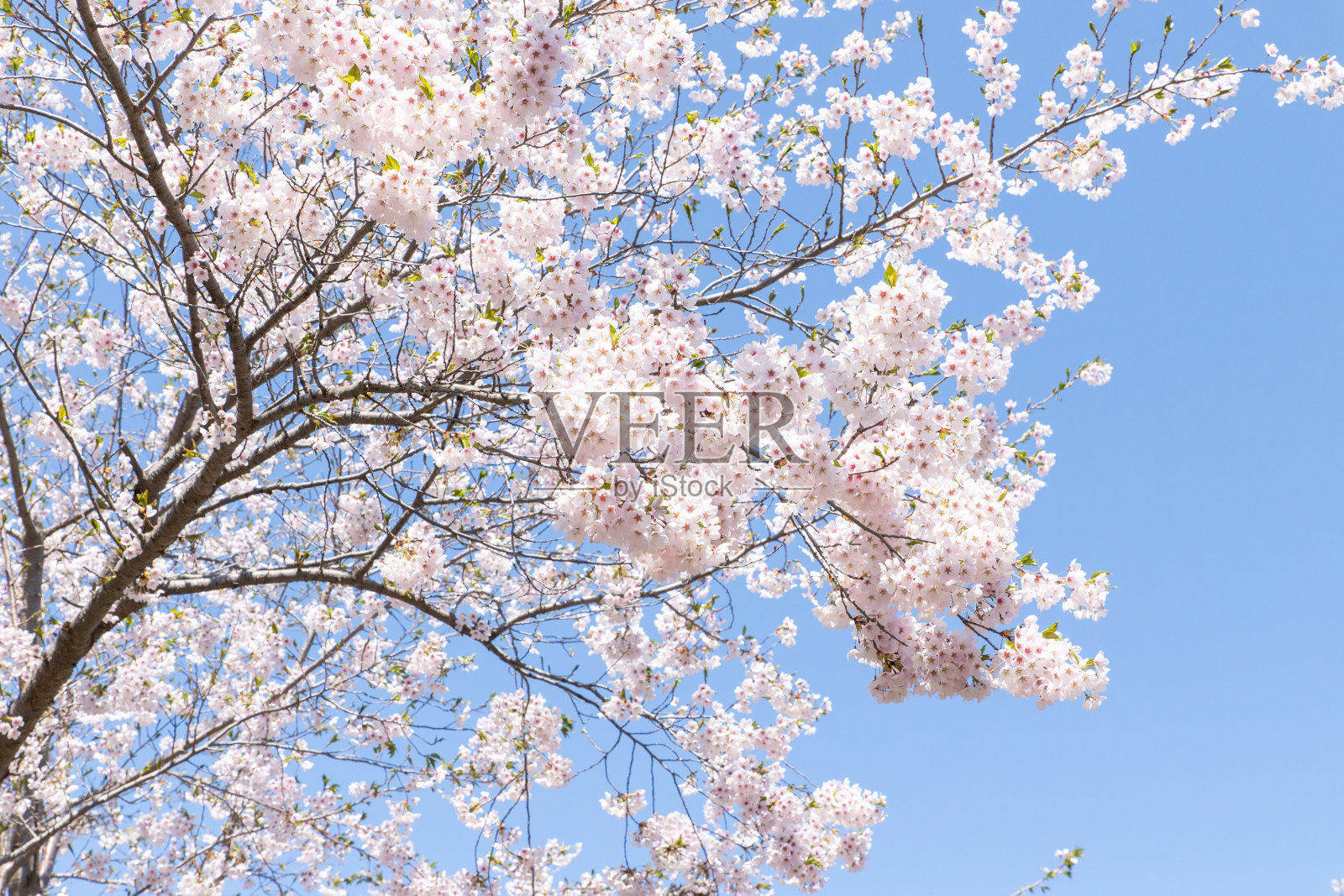 美丽的樱花盛开在札幌，北海道照片摄影图片