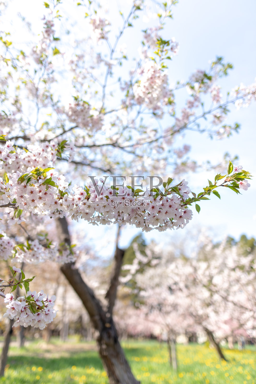 美丽的樱花盛开在札幌，北海道照片摄影图片