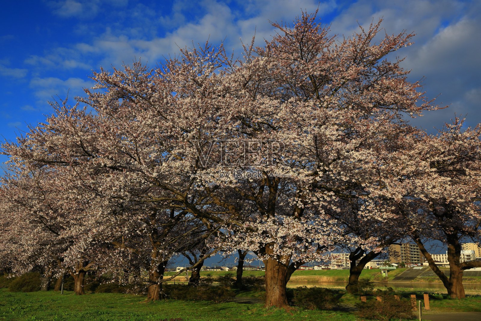 清晨的一排樱花照片摄影图片