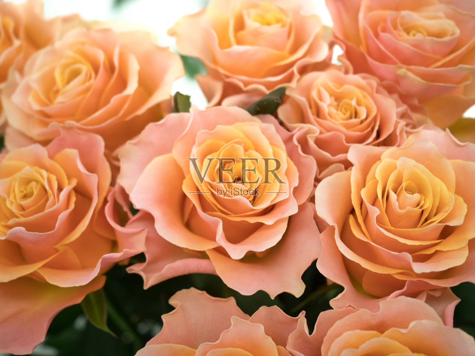 橙玫瑰照片摄影图片