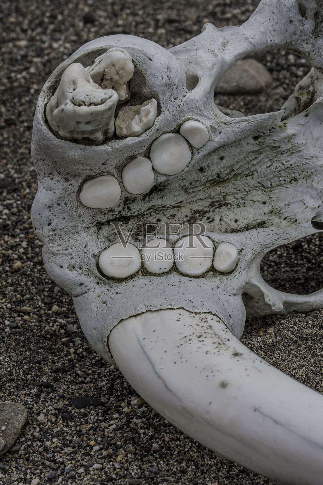 海象(Odobenus rosmarus)是一种分布在北冰洋北极和北半球亚北极海域的海洋哺乳动物。头骨的一部分、一根长牙、上颚骨和上颚牙齿。照片摄影图片