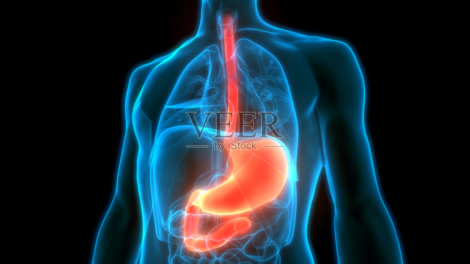 人体消化系统胃解剖学照片摄影图片