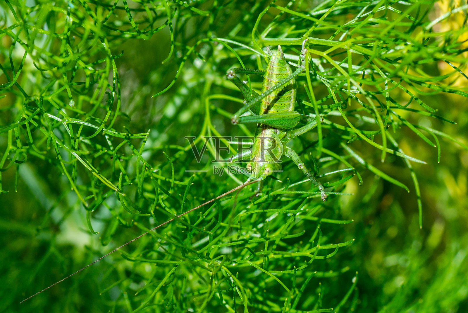 唱蝗虫照片摄影图片