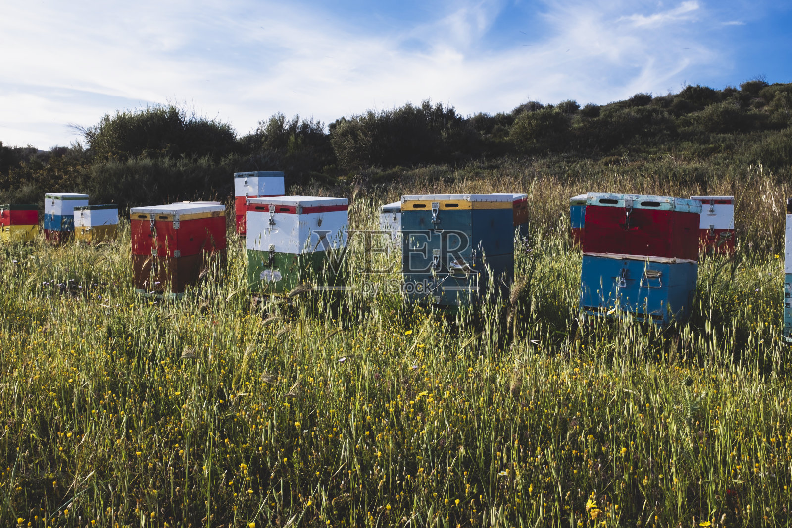 五彩缤纷的蜂箱在翠绿的春景里。照片摄影图片