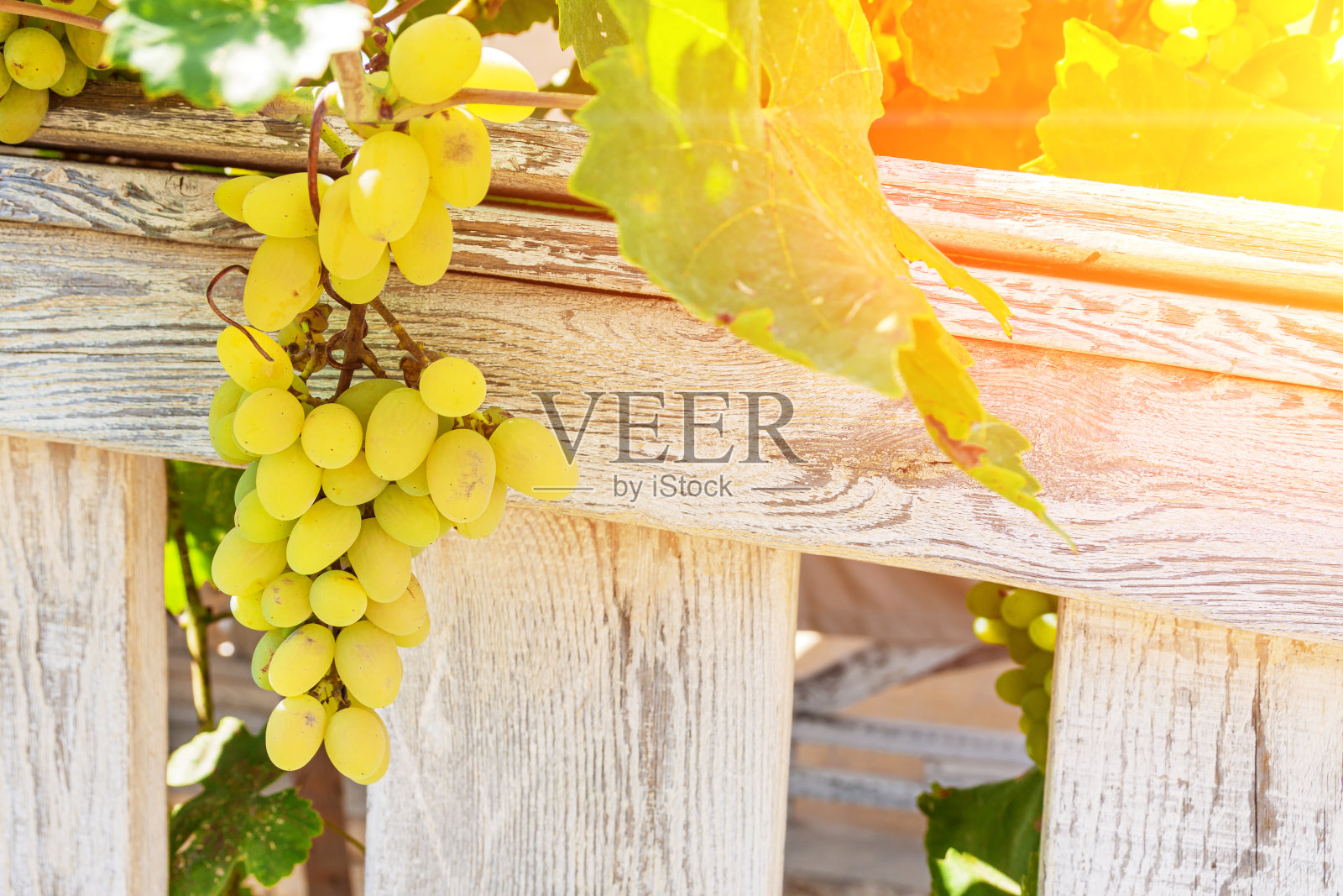 木篱笆背景上的一丛葡萄。照片摄影图片