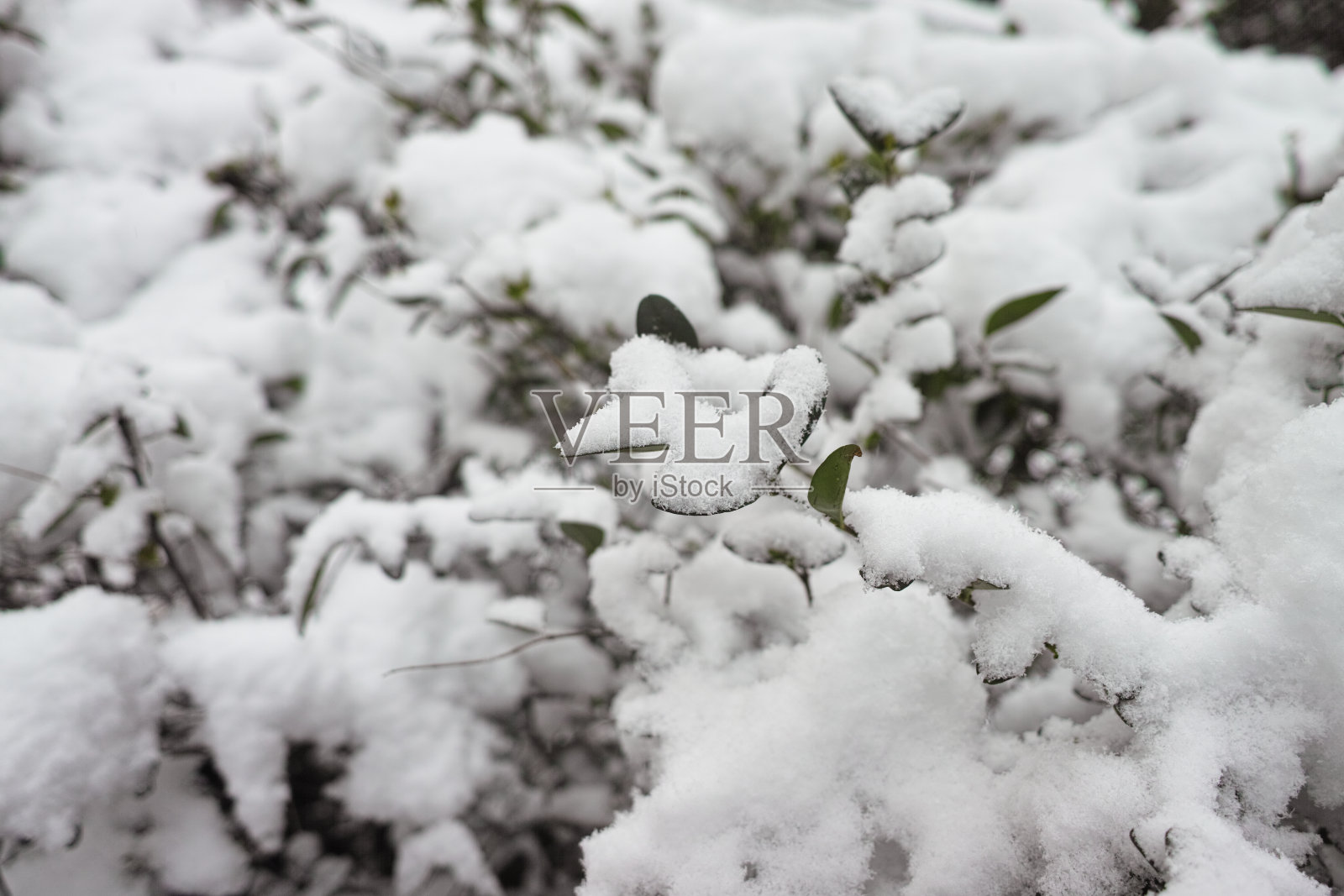白雪覆盖的红色玫瑰浆果照片摄影图片