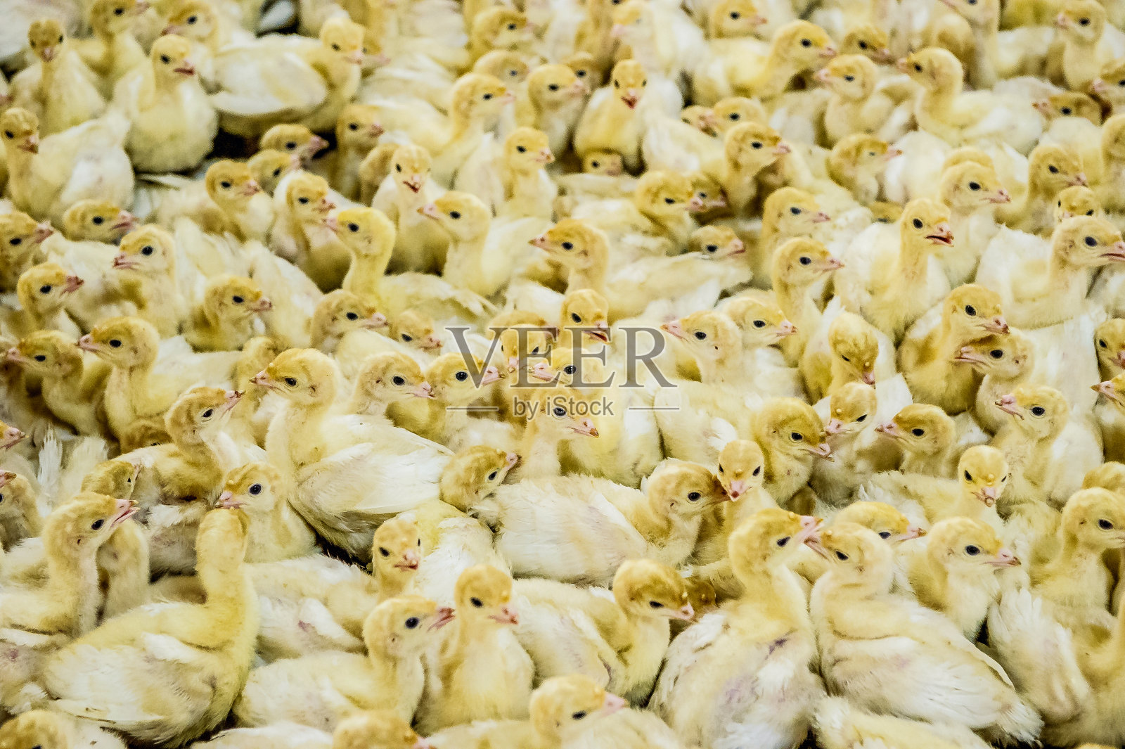 土耳其的工厂照片摄影图片