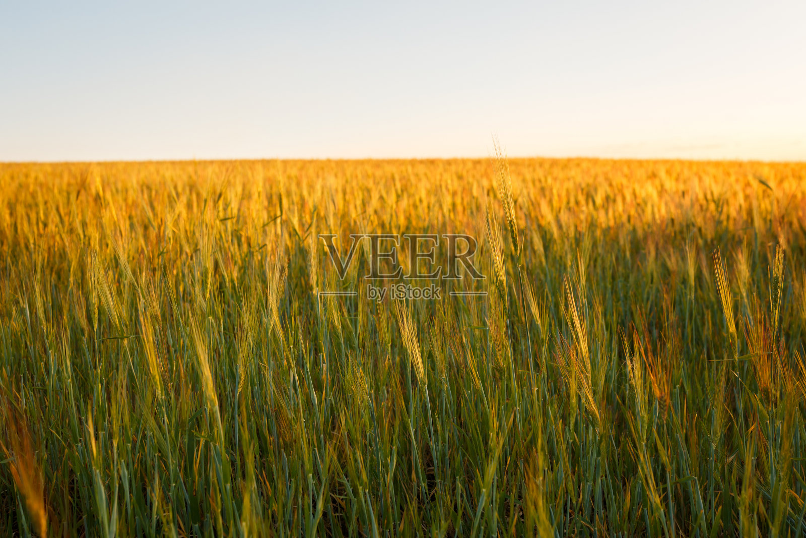 绿色背景上的幼穗小麦照片摄影图片