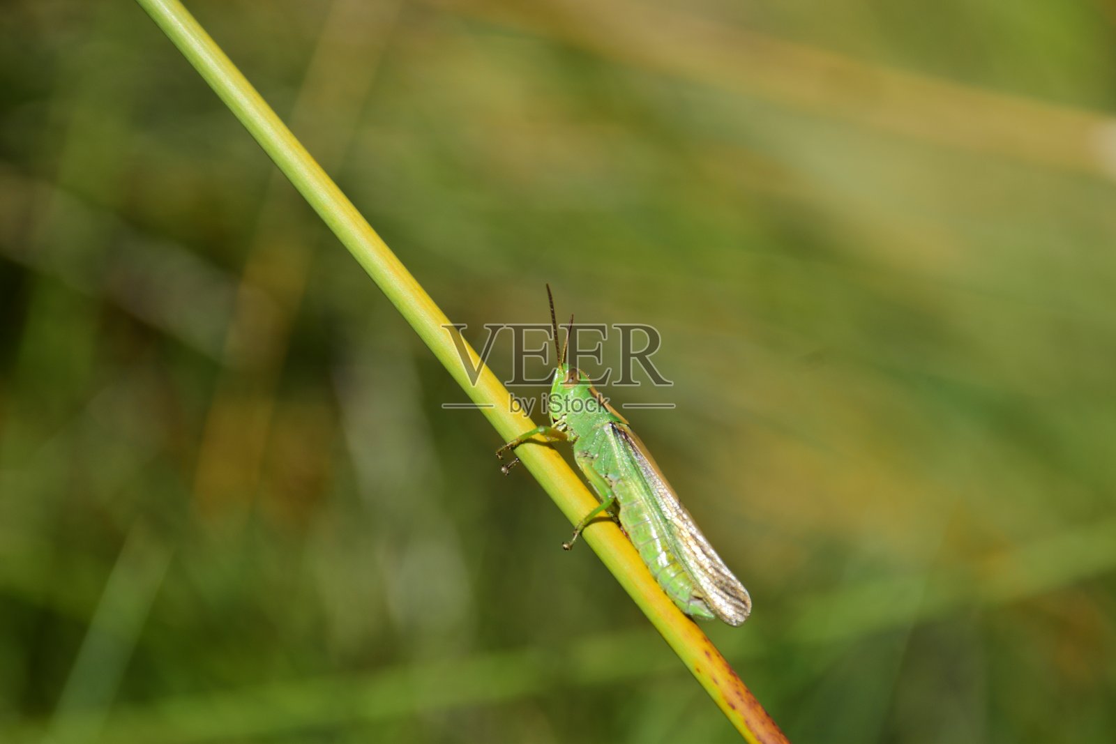 一只绿色的蚱蜢在森林的树枝上照片摄影图片