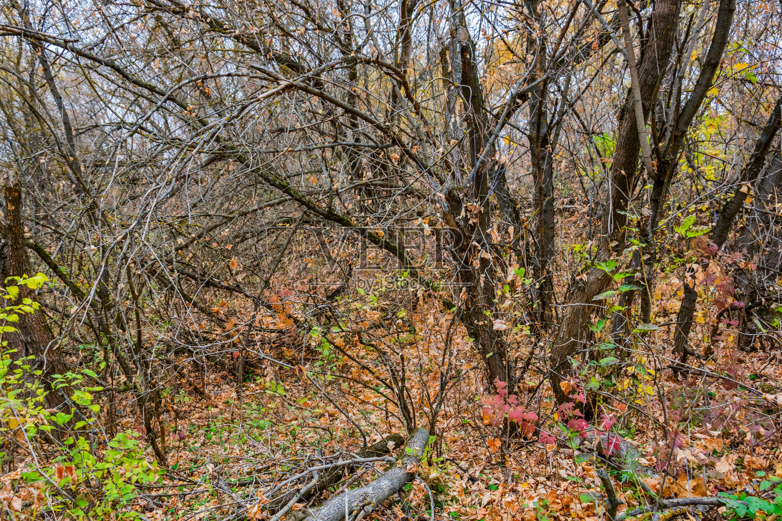 茂密的秋季森林照片摄影图片