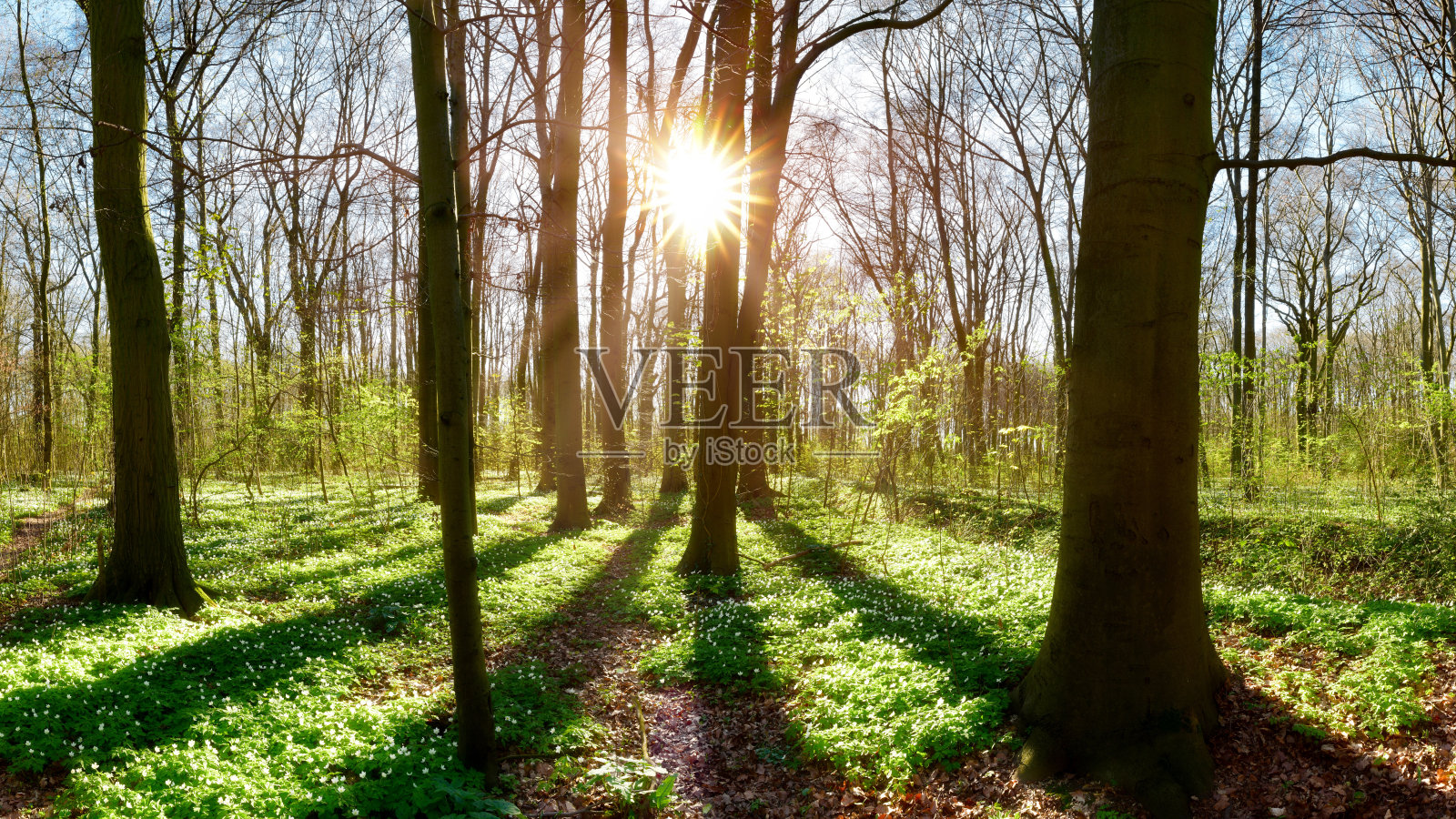 春天美丽的森林照片摄影图片