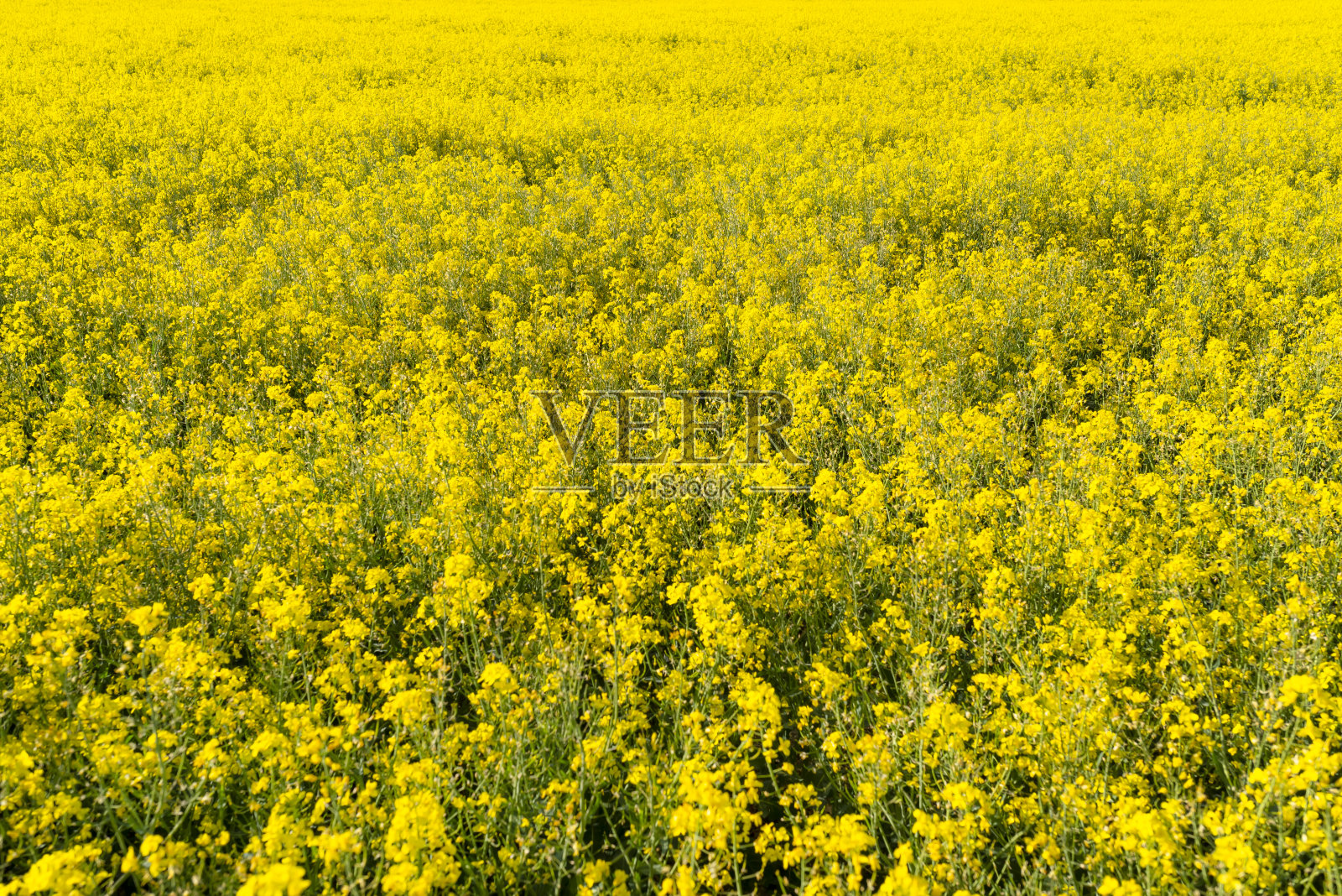 背景制作的油菜在一个美丽的阳光明媚的日子里，在自然的光线。照片摄影图片
