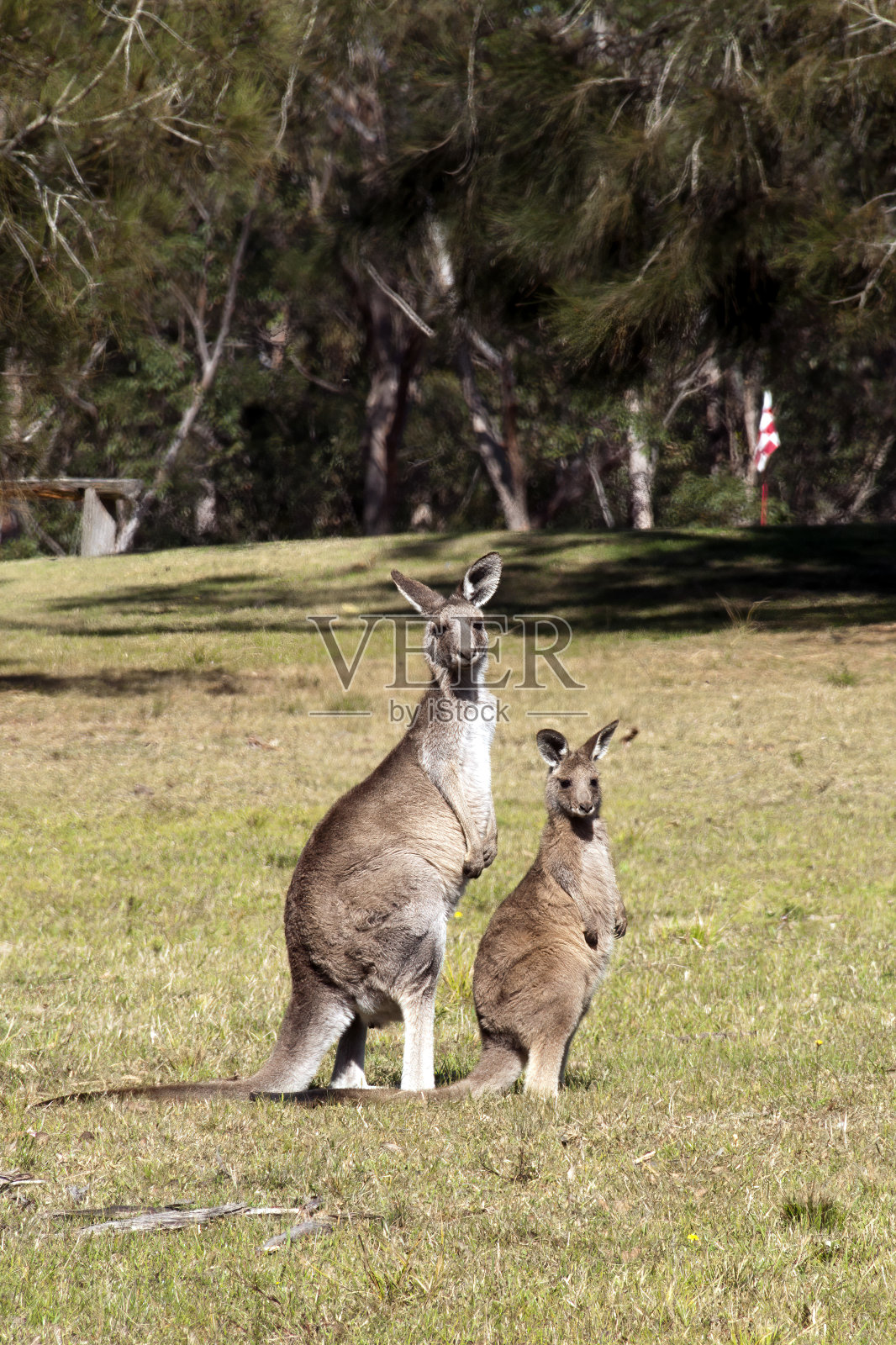 袋鼠和小袋鼠在高尔夫球场的球道上观看照片摄影图片