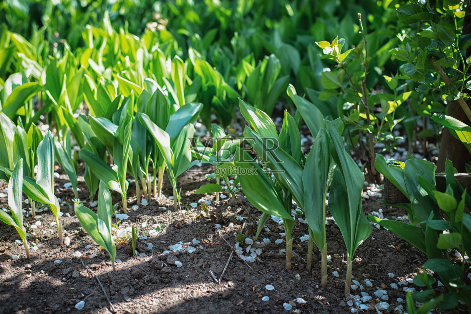 春天的森林里有许多绿色的百合花照片摄影图片