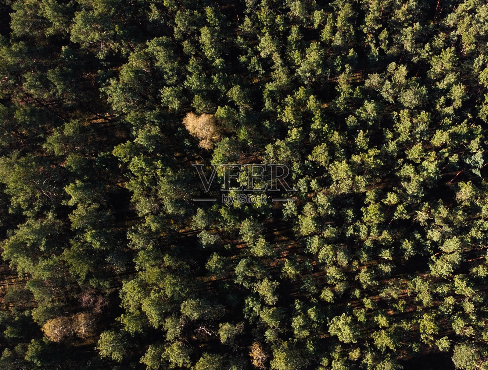 森林照片摄影图片