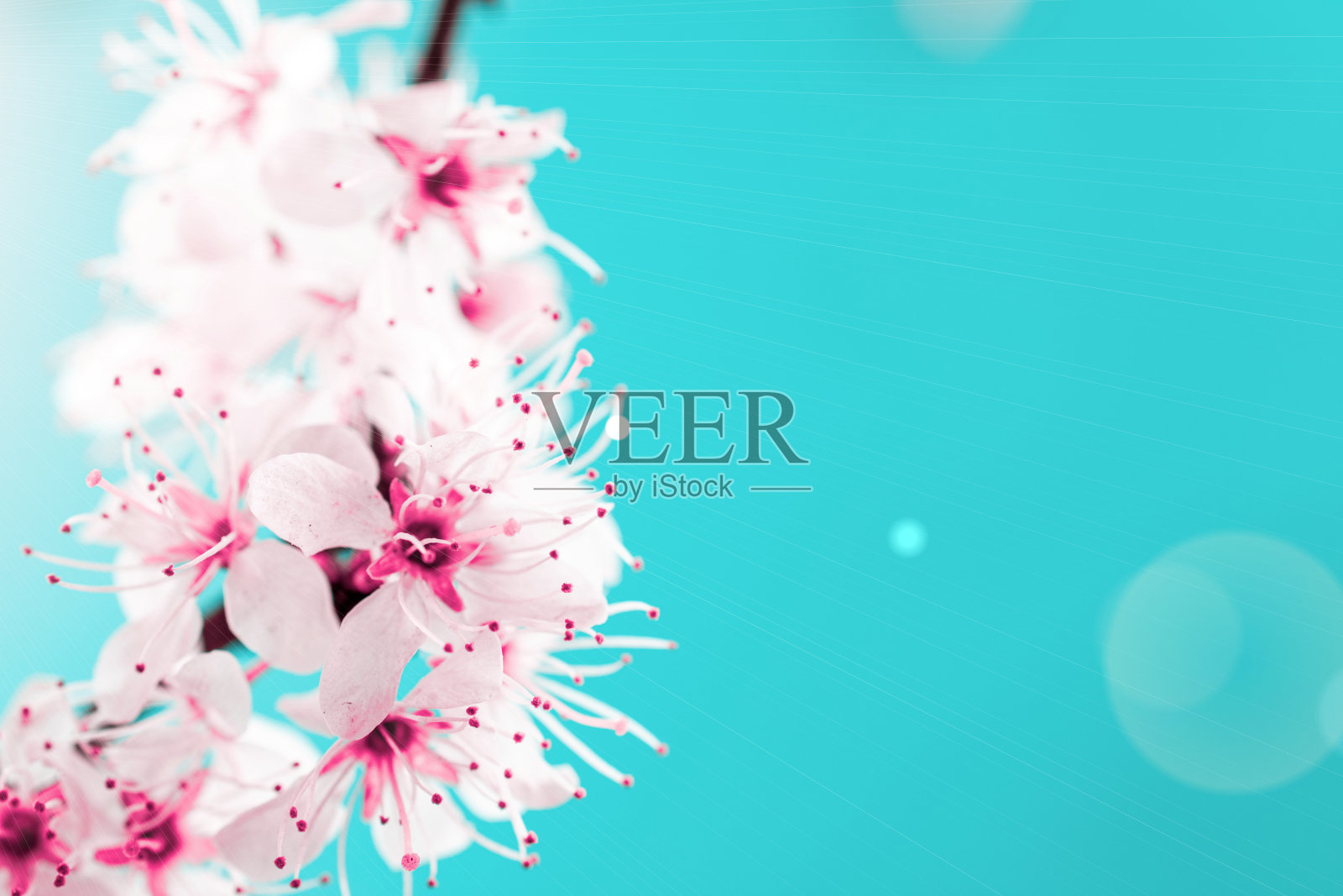 樱桃树开花。四月的花的自然和春天的樱花盛开在柔和的蓝色背景。3月8日的横幅，复活节快乐，有文字的地方。春天的概念。照片摄影图片