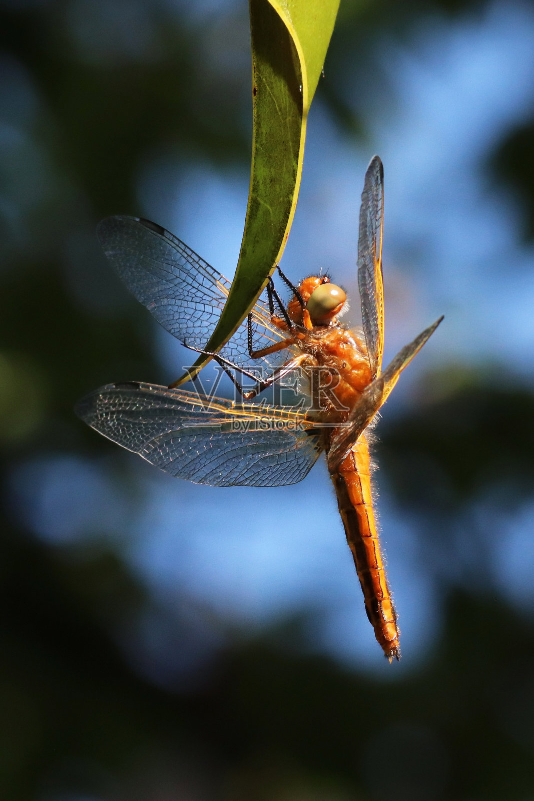 一个双斑点cordulia(表形)。照片摄影图片
