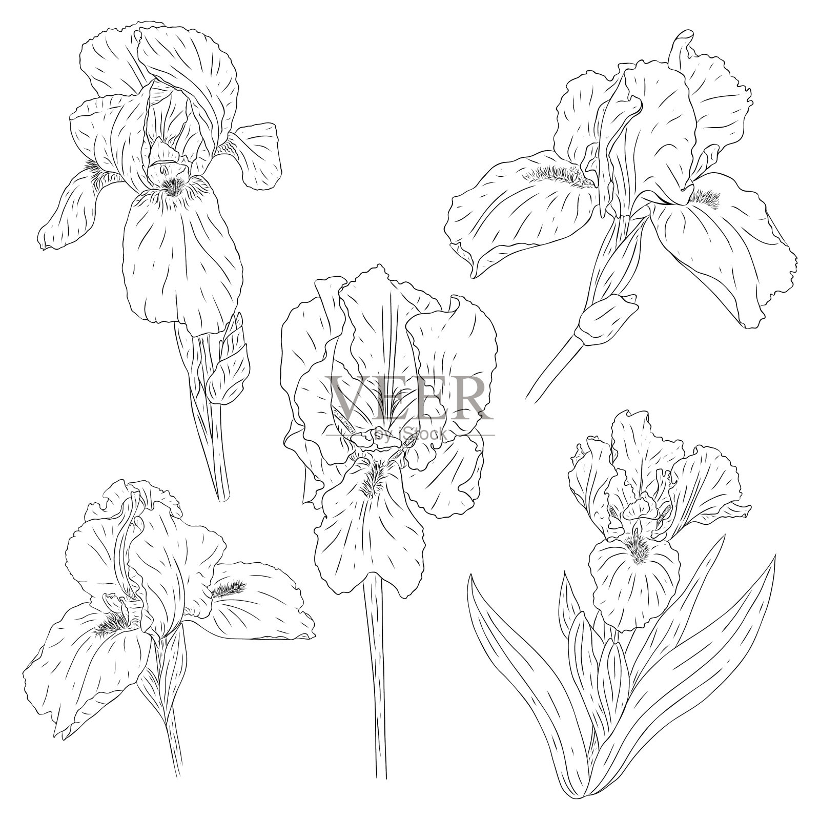 一组盛开的鸢尾花。收集的颜色与纹理在轮廓风格。设计卡片和请柬的草图。黑白植物向量。手工绘制和孤立的白色。插画图片素材