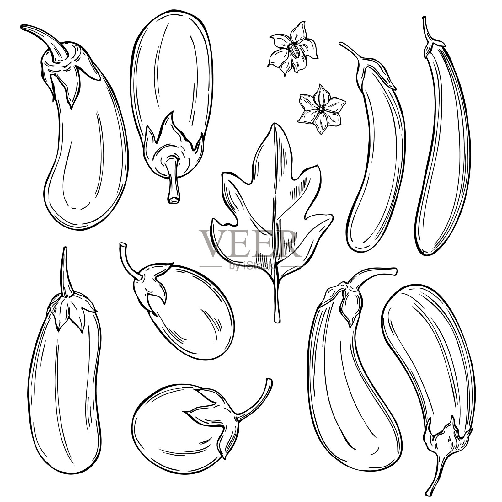 手绘茄子。插画图片素材