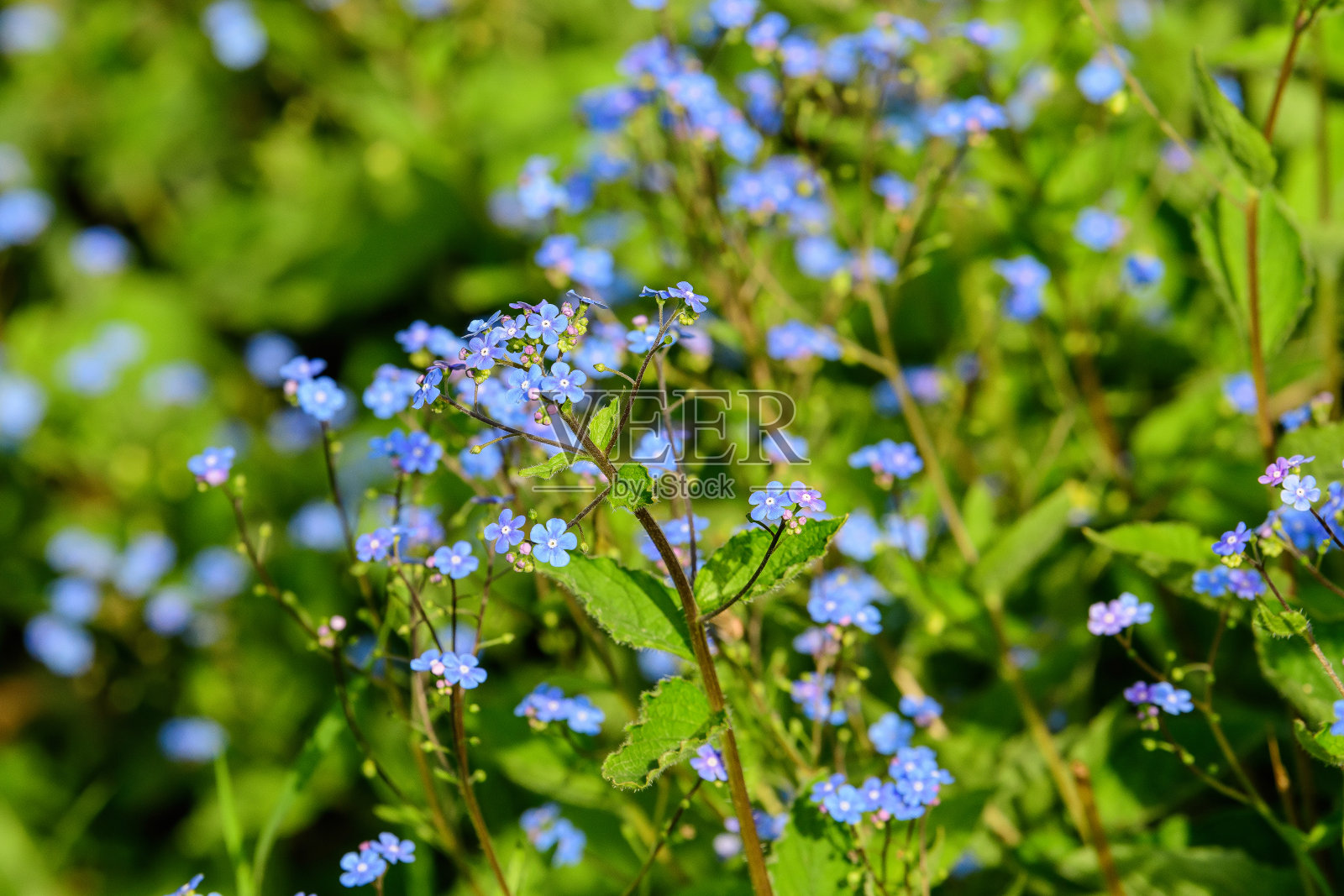 成群的小蓝勿忘我或天蝎草花，在一个阳光明媚的春日，美丽的户外花的背景与软焦点拍摄照片摄影图片