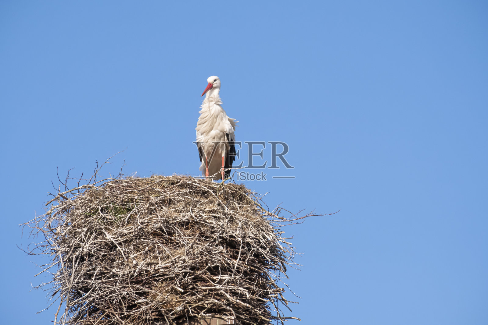 一只鹳站在鸟巢的烟囱上，风吹过羽毛，背景是蓝色的天空照片摄影图片