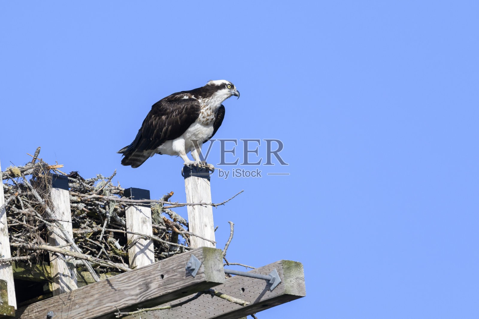 鱼鹰栖息在巢旁照片摄影图片