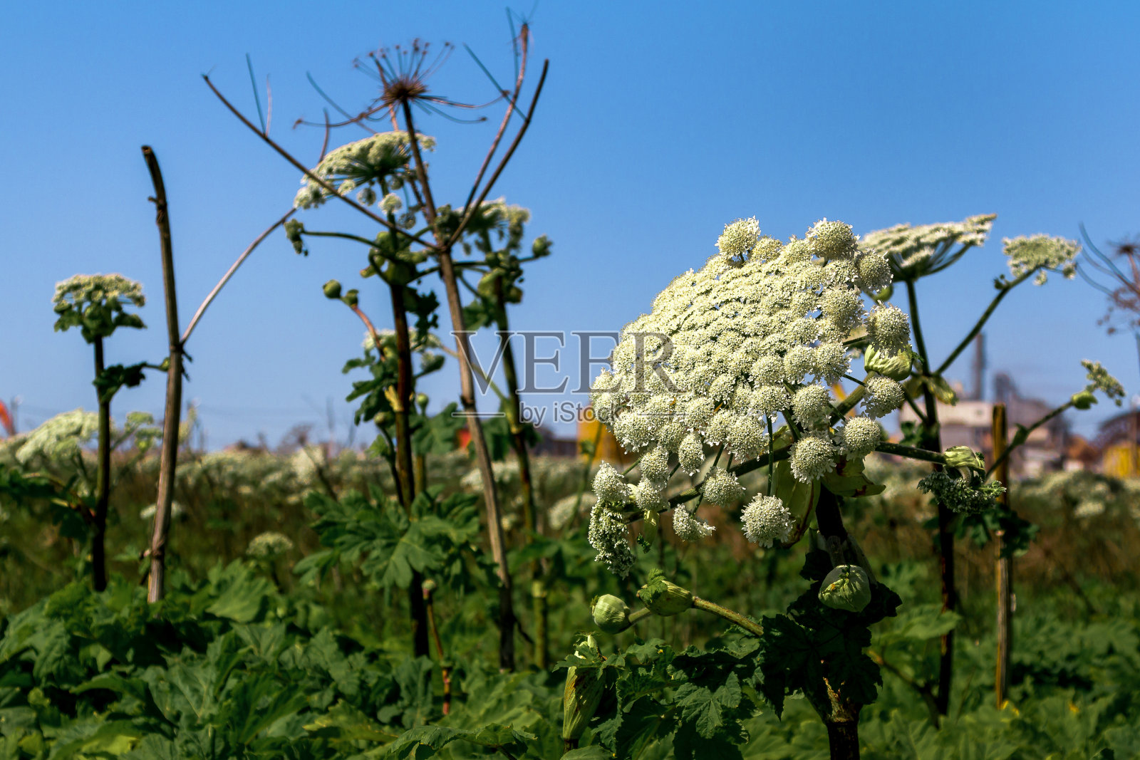 巨大的大猪草植物巨大的大猪草Sosnowski，生长在田间，Heracleum manteggazzianum照片摄影图片