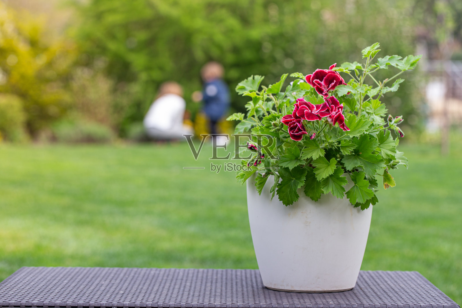 花园中白色花盆中的红色天竺葵照片摄影图片