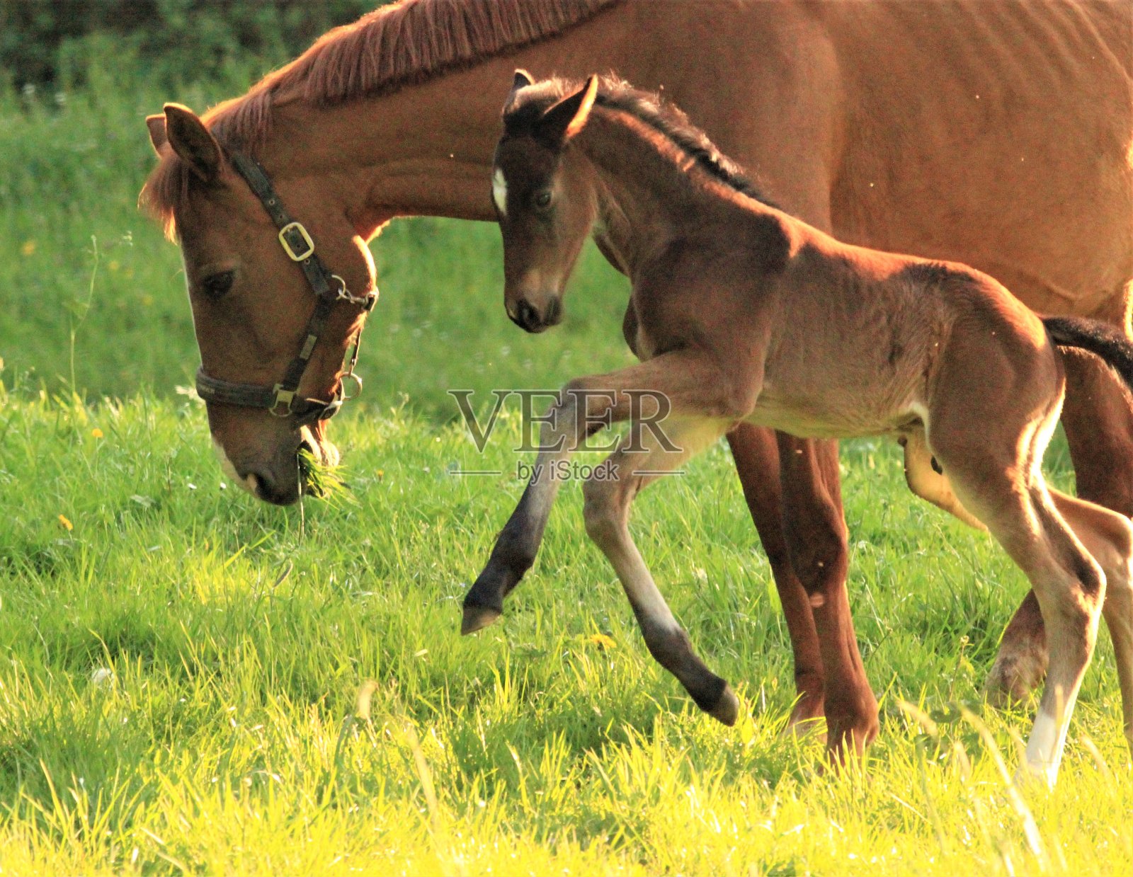 仔在春天照片摄影图片