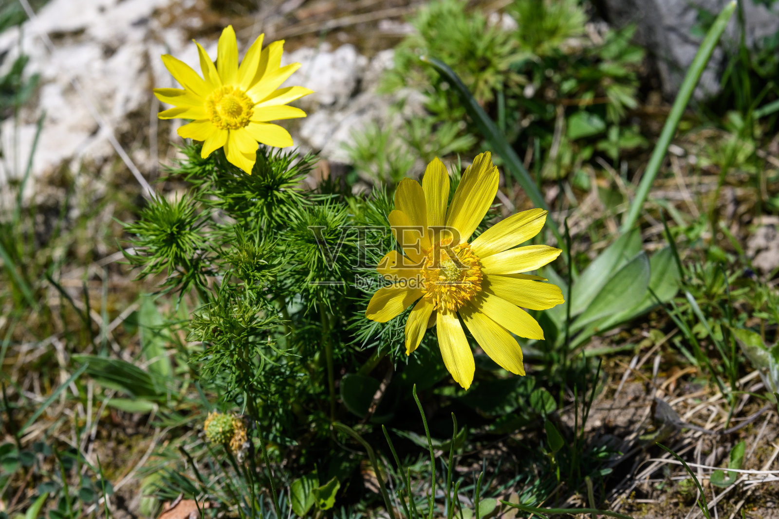 一群群鲜艳的黄色春娇花又名野鸡眼、黄野鸡眼或假hellebore，在一个阳光明媚的春日，花园中，美丽的户外花卉背景照片摄影图片