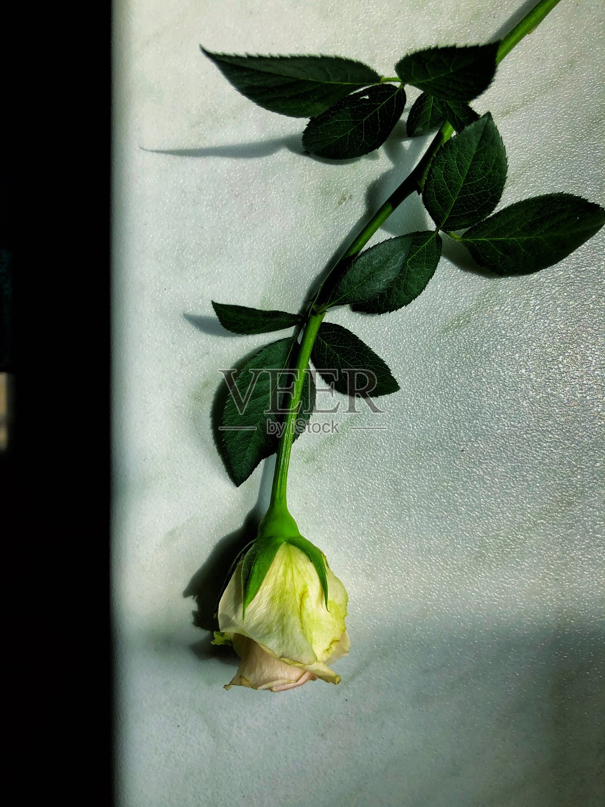 枯萎的玫瑰照片摄影图片