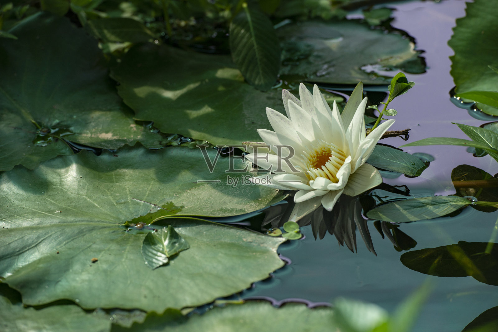 莲花照片摄影图片