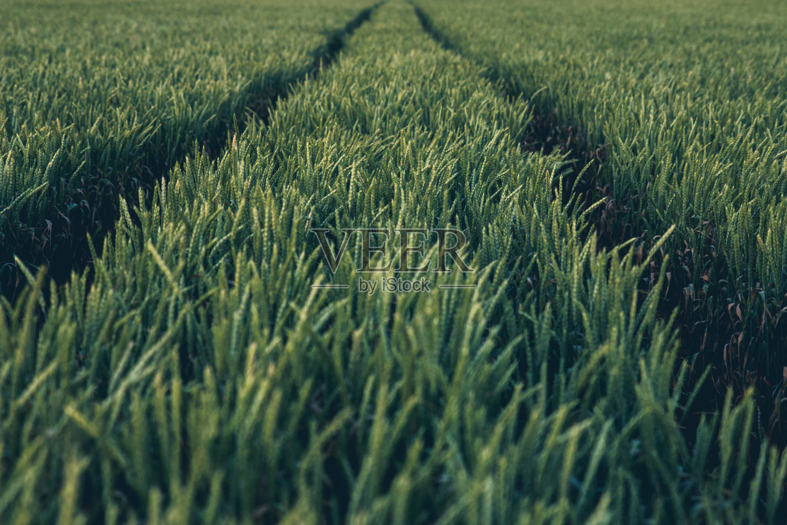 美丽的绿地照片摄影图片