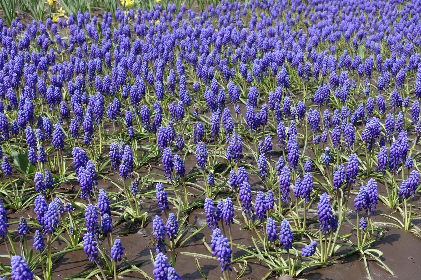 床上花-紫罗兰亚美尼亚葡萄风信子在四月照片摄影图片