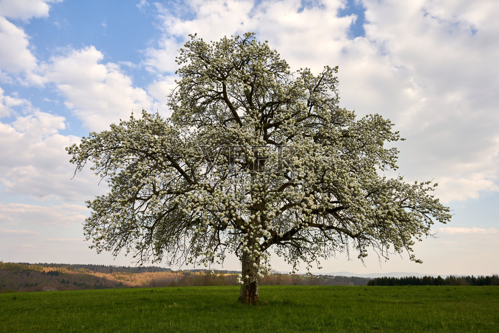 苹果花照片摄影图片